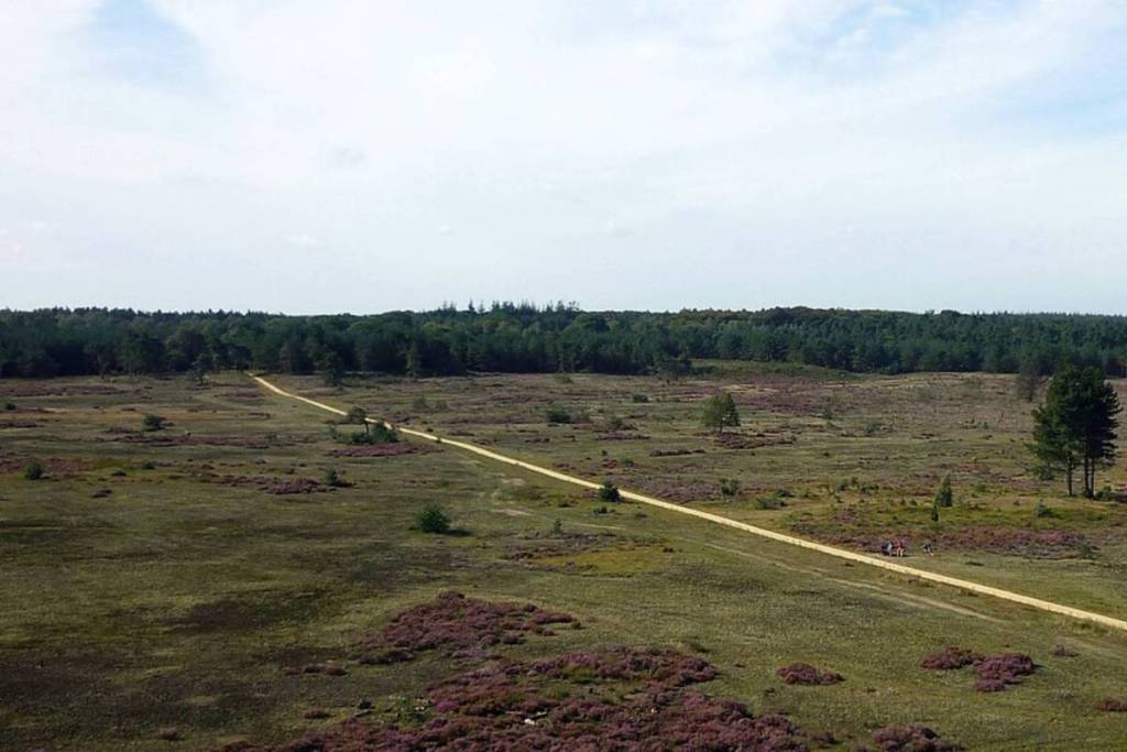 Una amplia vista aérea sobre un extenso campo de brezo con un camino de arena largo y estrecho que atraviesa el paisaje ondulado hasta llegar al borde de un bosque lejano.