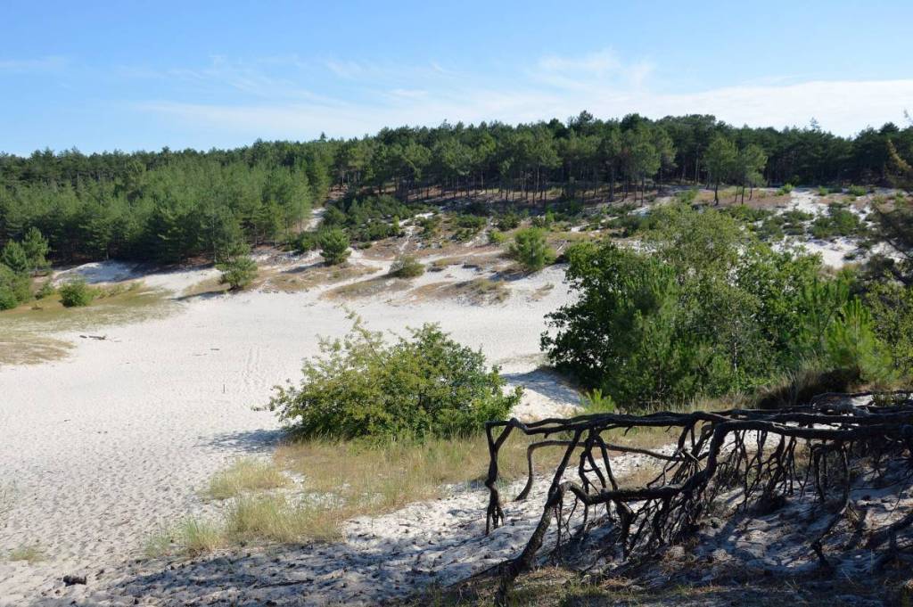 A vast open sandy plain in the Schoorl Dunes, surrounded by dense green coniferous forests with gnarled, exposed tree roots in the foreground.