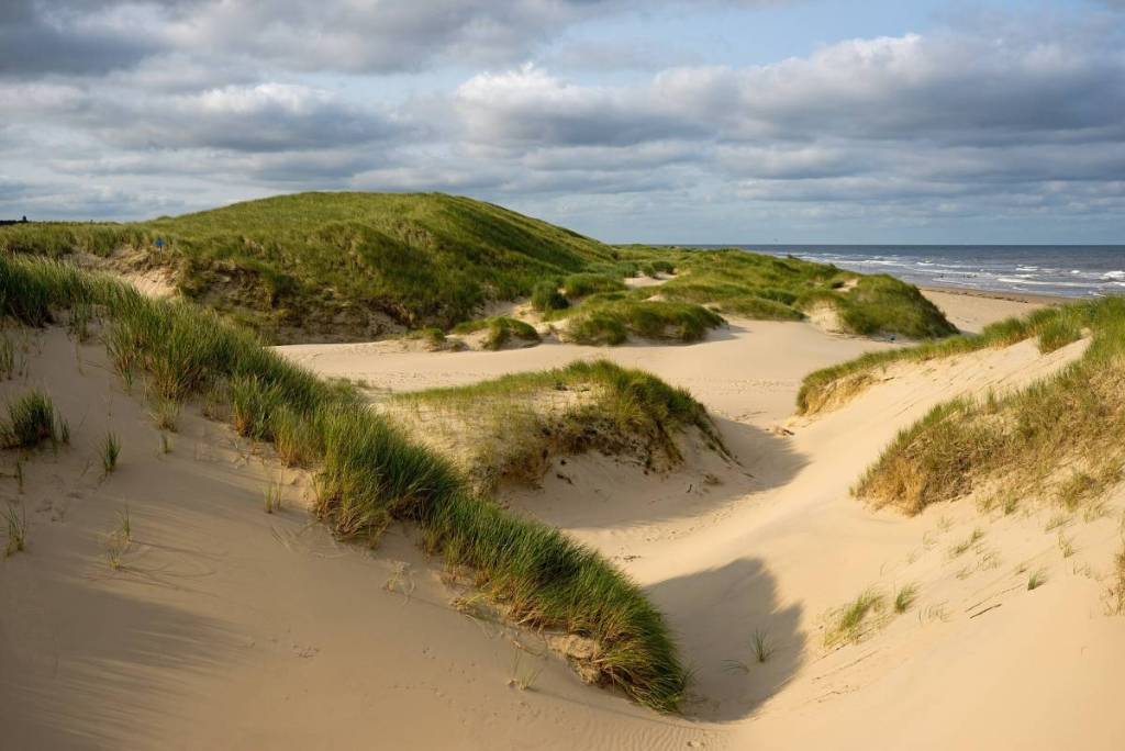 Undulating dune crests covered in green marram grass that flow directly into the wide sandy beach and the surf of the wild North Sea near Schoorl.