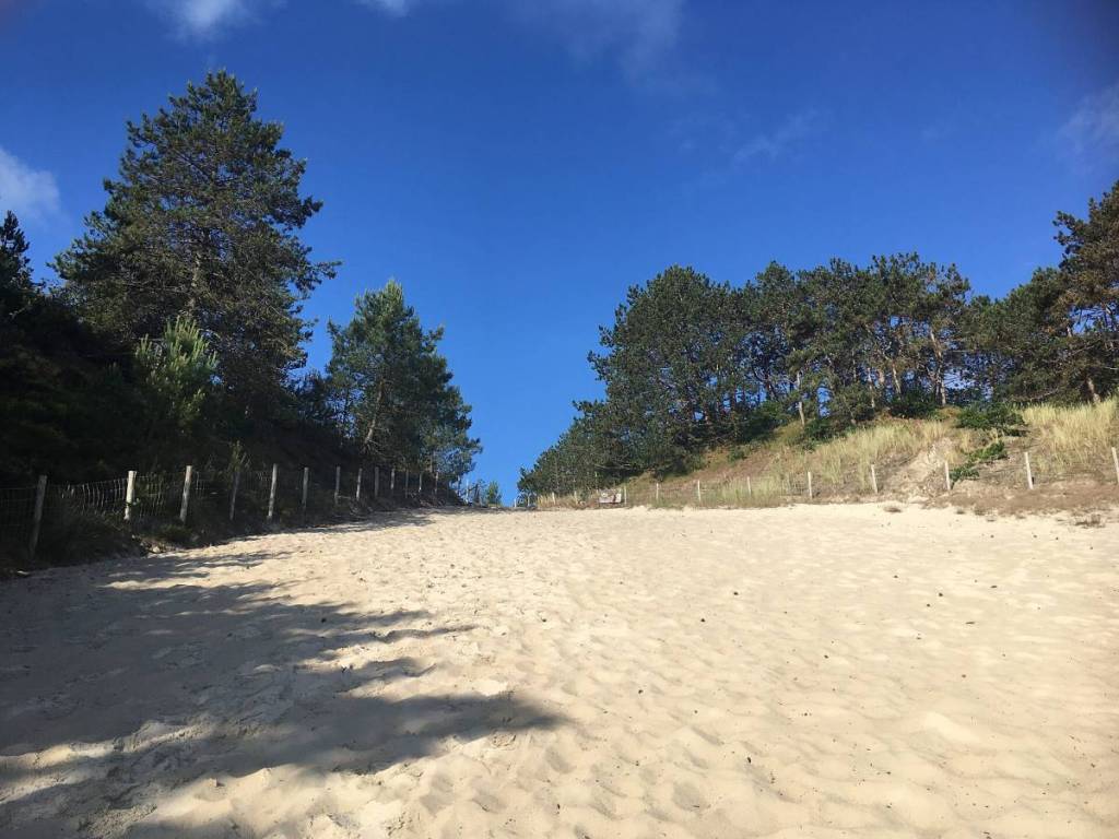 A wide, steep sandy slope leading up into the Schoorl Dunes, flanked on both sides by tall pine trees beneath a clear blue sky.