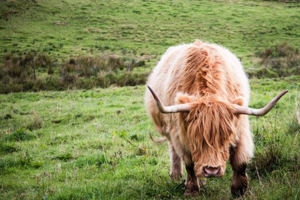 Een harige, lichtbruine Schotse Hooglander met grote, scherpe hoorns die voorovergebogen door een groen grasveld loopt in natuurgebied Het Twiske.