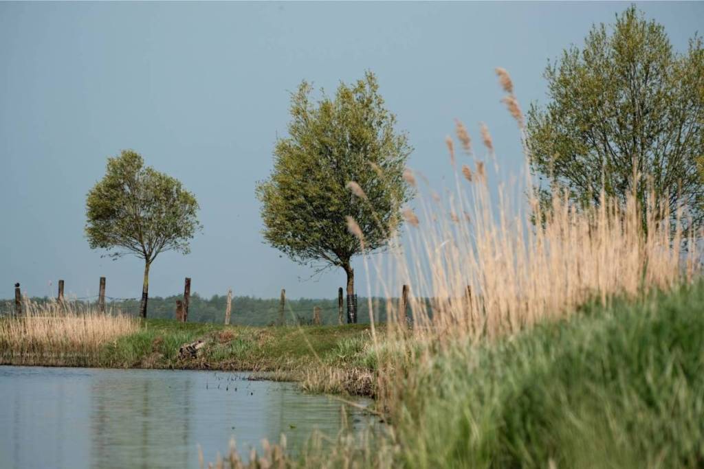 Een rustig polderlandschap in Het Twiske met kabbelend water, wuivende beige rietkragen op de oever en groene bomen langs een houten weidehek onder een helderblauwe lucht.