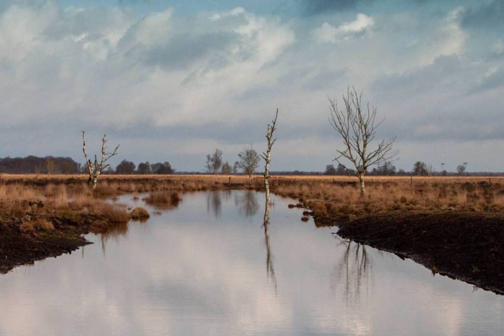 Een stil, rimpelloos waterkanaal in het veenlandschap van Het Twiske, omringd door droge, bruine grassen en oevers. Enkele kale berkenbomen weerspiegelen scherp in het water onder een dramatische, bewolkte lucht.
