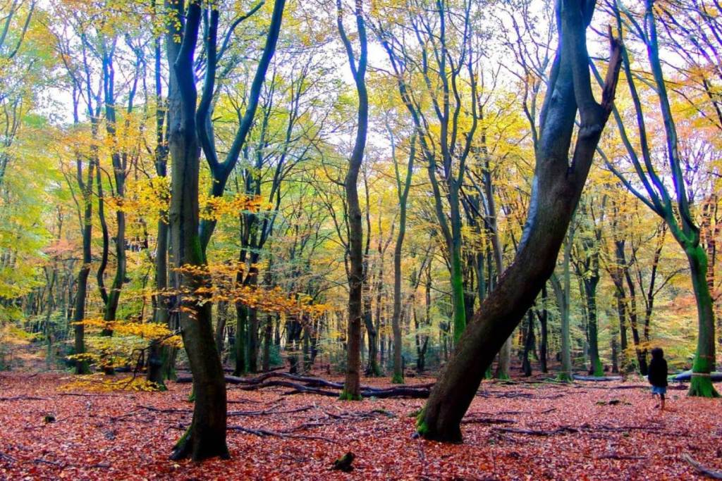 An autumnal forest landscape with dense, slender trees, the ground covered in red and brown leaves, and a figure walking among the trees in the distance.