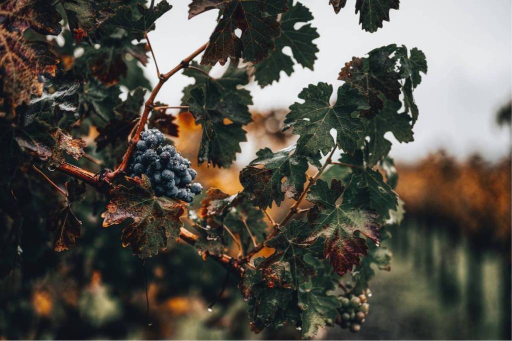 Close-up of a juicy cluster of blue grapes covered in water droplets, hanging from a vine with green-brown autumn leaves in a vineyard.