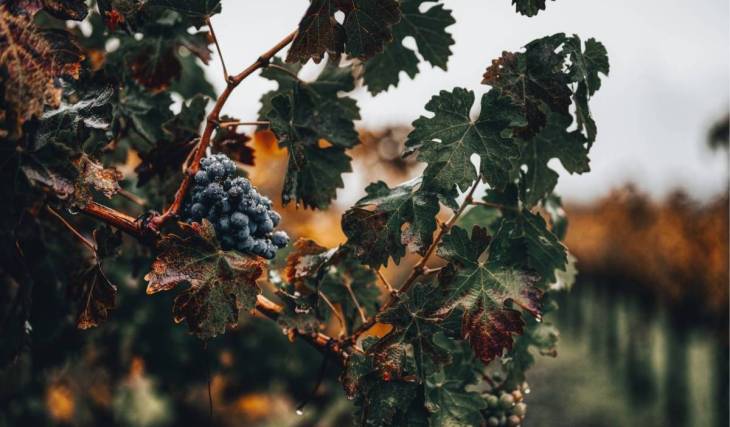 Verscholen in Amsterdam-Noord stap je zomaar binnen in de grootste urban winery van heel Europa voor een wijnervaring die je nergens anders vindt