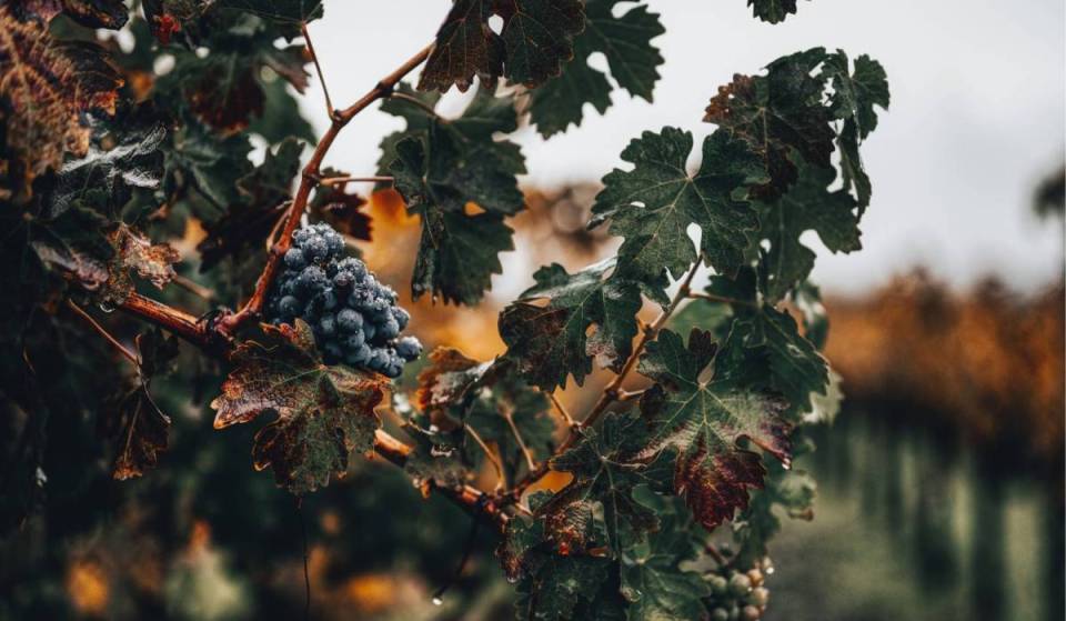 Escondida en Ámsterdam-Norte, te puedes pasar sin más por la bodega urbana más grande de toda Europa para vivir una experiencia enológica que no encontrarás en ningún otro sitio