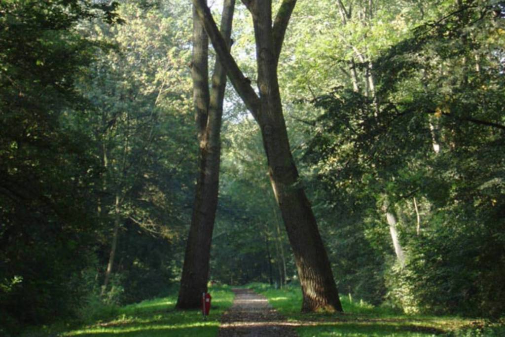 Ein ruhiger, unbefestigter Wanderweg, der tiefer in einen dichten, grünen Wald hineinführt. Im Vordergrund neigen sich zwei große, dicke Baumstämme schräg zueinander, wodurch über dem Weg ein auffälliges, natürliches Tor oder eine V-Form entsteht.