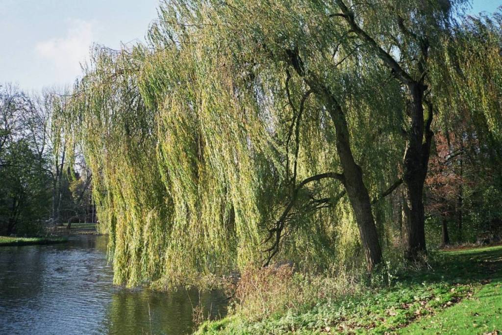 Eine große Trauerweide am Ufer des Baanakkersparks in Amsterdam, mit langen, dicht bewachsenen Ästen, die von einer Wiese mit wildem Bewuchs über einen ruhigen Teich hängen.
