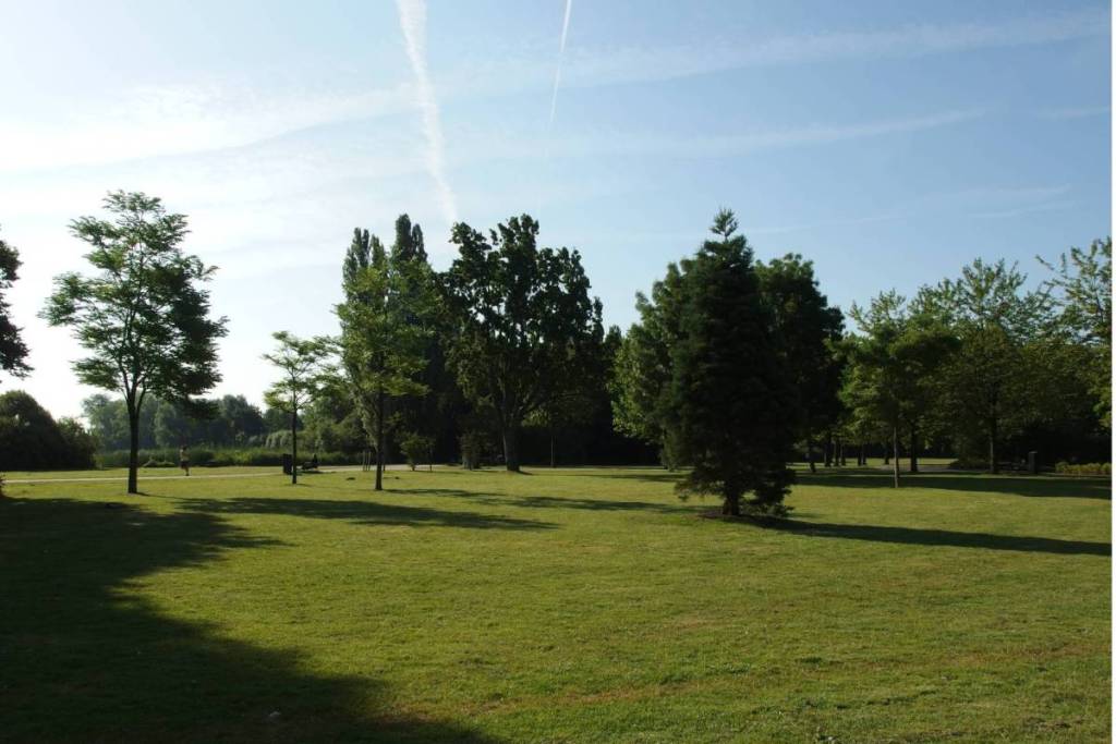 Eine weitläufige und sonnige Wiese im Flevopark in Amsterdam, mit vereinzelten Bäumen und einem auffälligen immergrünen Nadelbaum auf dem Rasen unter einem hellblauen Himmel mit einer dezenten Kondensstreifen.
