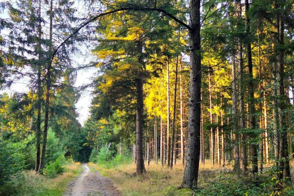 A hiking trail through a dense pine forest managed by Staatsbosbeheer near ’t Nije Hemelriek in Drenthe, with rays of sunlight shining through the trees.
