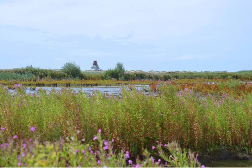 Une photo de paysage d’une zone marécageuse avec des fleurs violettes au premier plan et un observatoire d’oiseaux au loin.