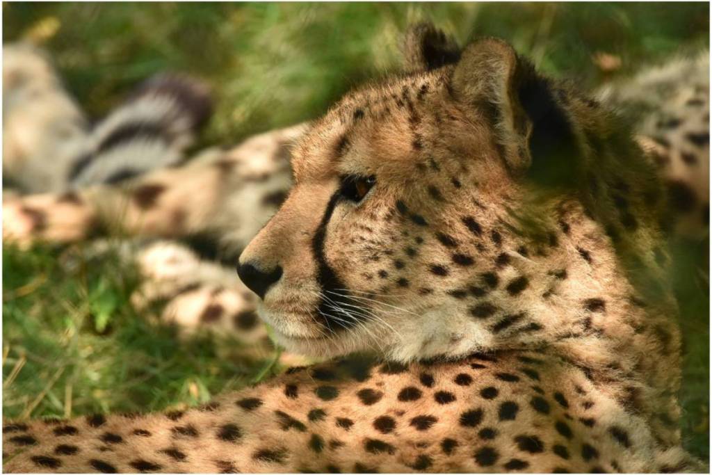 Nahaufnahme des Profils eines im Gras sitzenden Geparden während einer Safari.