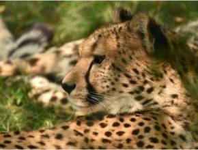Op slechts 1u30 van Amsterdam ligt het grootste safaripark van de Benelux met 120 hectare aan uitgestrekte savannes, de complete Big Five en de kans om te overnachten tussen wilde dieren