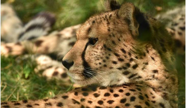 Op slechts 1u30 van Amsterdam ligt het grootste safaripark van de Benelux met 120 hectare aan uitgestrekte savannes, de complete Big Five en de kans om te overnachten tussen wilde dieren
