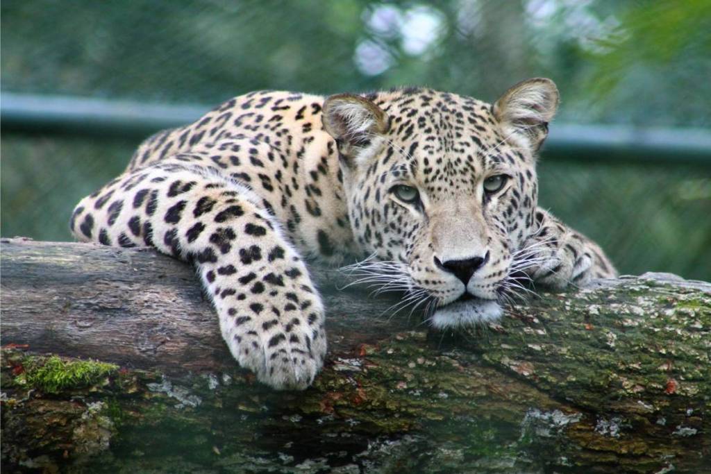 Ein Leopard liegt entspannt auf einem moosbewachsenen Baumstamm und schaut direkt in die Kamera.