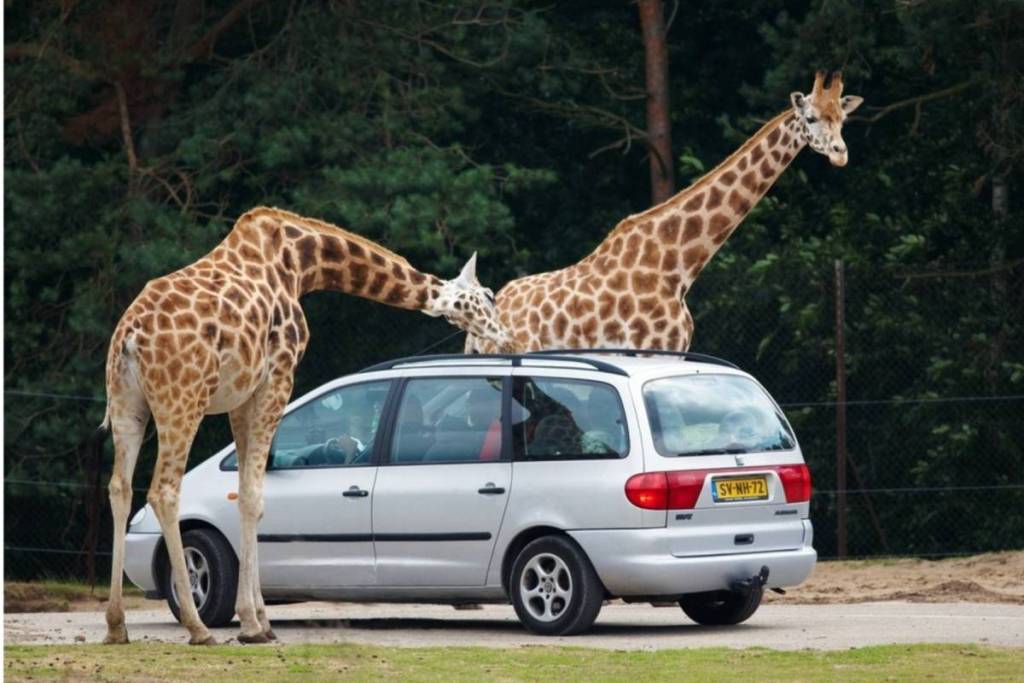 Zwei Giraffen stehen während der Autosafari im Safaripark Beekse Bergen ganz nah an einem silbernen Auto, wobei sich eine Giraffe neugierig über das Dach beugt.