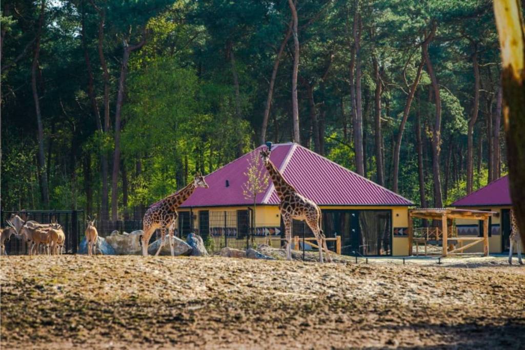 Zwei Giraffen und eine Gruppe Antilopen laufen direkt an einer luxuriösen Safari-Lodge mit rotem Dach im Übernachtungsresort des Safariparks Beekse Bergen vorbei.