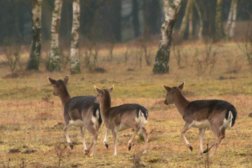 Three running fallow deer on an open grassy field near birch trees in Utrechtse Heuvelrug National Park.