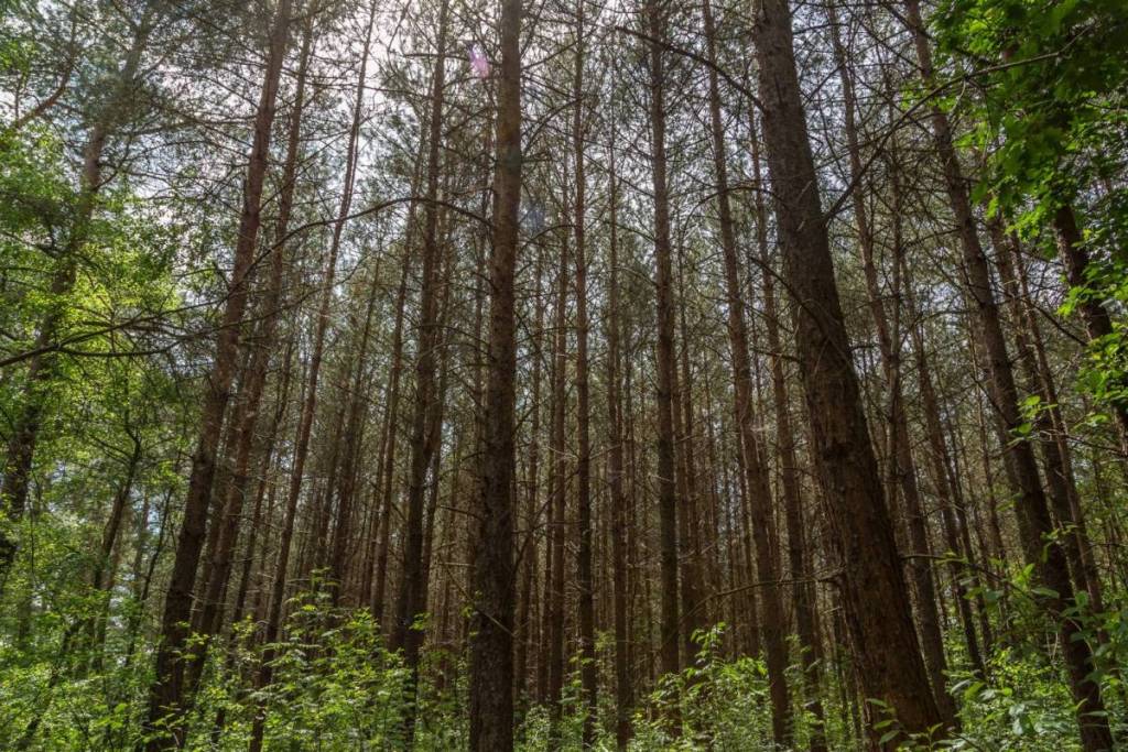 Filtered sunlight filtering through a dense pine forest and green shrubbery in the natural landscape of the Utrechtse Heuvelrug.