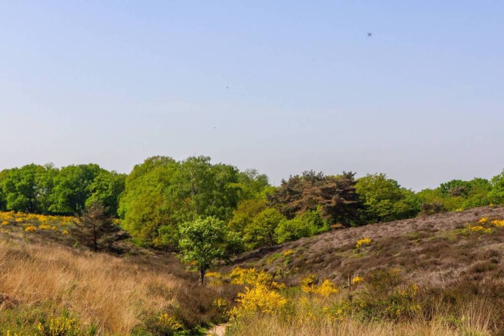 A rolling heathland landscape with blooming yellow gorse, dry grass, and forests under a clear sky on the Utrechtse Heuvelrug.