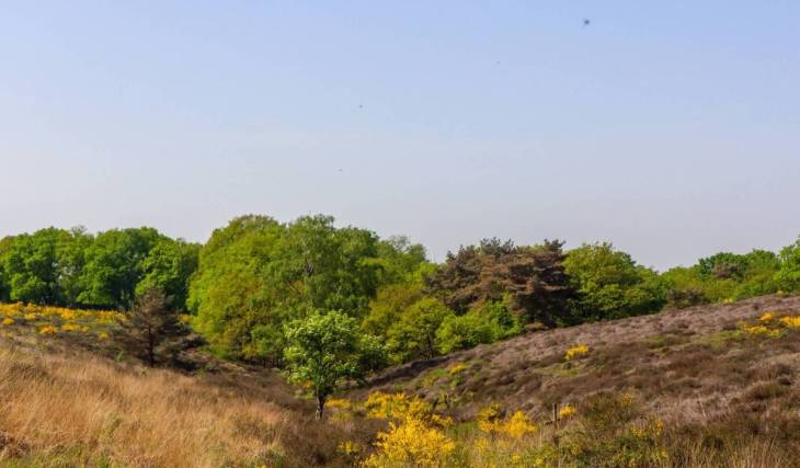 Op minder dan 1 uur van Amsterdam vind je een 150.000 jaar oud heuvellandschap: 20.000 hectare bos, paarse heide en eeuwenoude kastelen