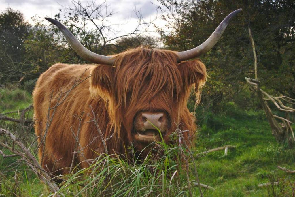 Nahaufnahme eines zotteligen schottischen Hochlandrinds, das in der Dünenlandschaft grast