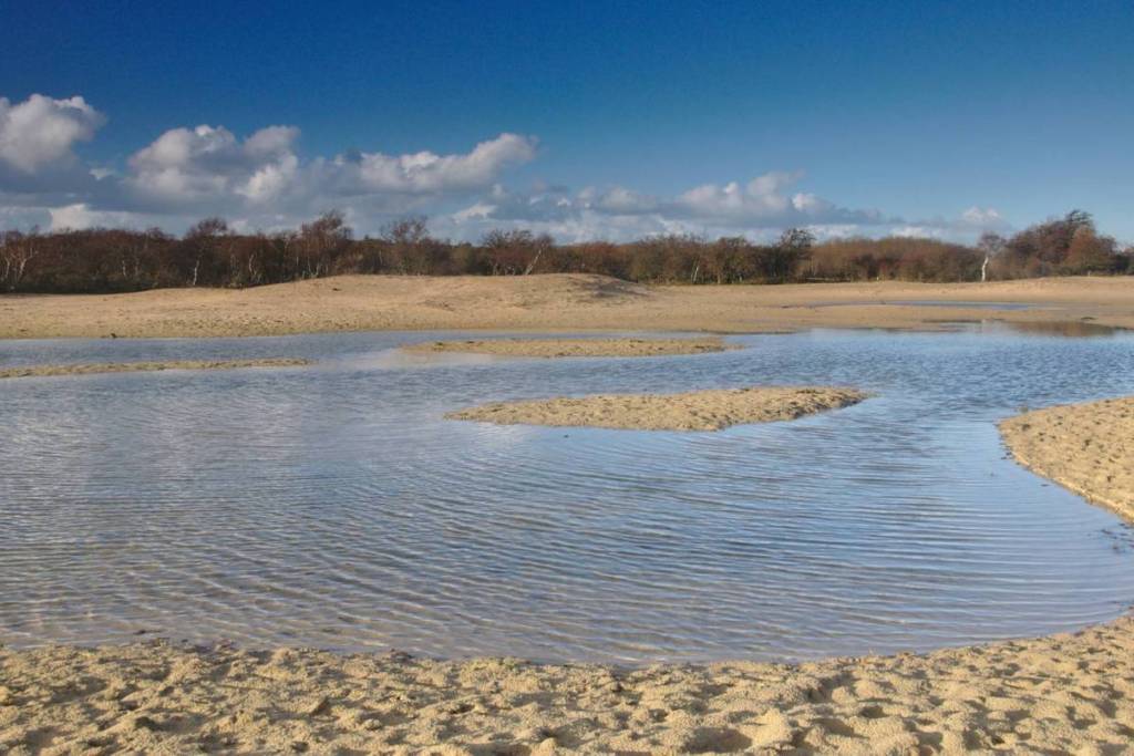 Flaches Dünenmeer, umgeben von offenen Sandebenen im Nationalpark Zuid-Kennemerland