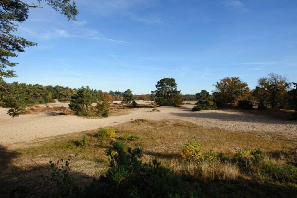 Vue panoramique sur l’immense dune de sable des Soesterduinen, entourée de forêts.
