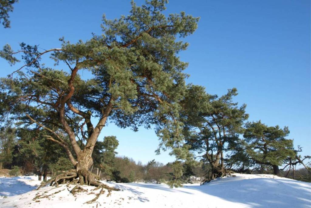 Un pin aux racines à nu sur une dune de sable enneigée dans les Soesterduinen.