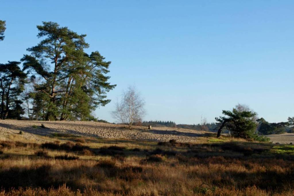 Une dune de sable doré dans les Soesterduinen, avec des pins des sables et de la bruyère sous un ciel d'un bleu éclatant.
