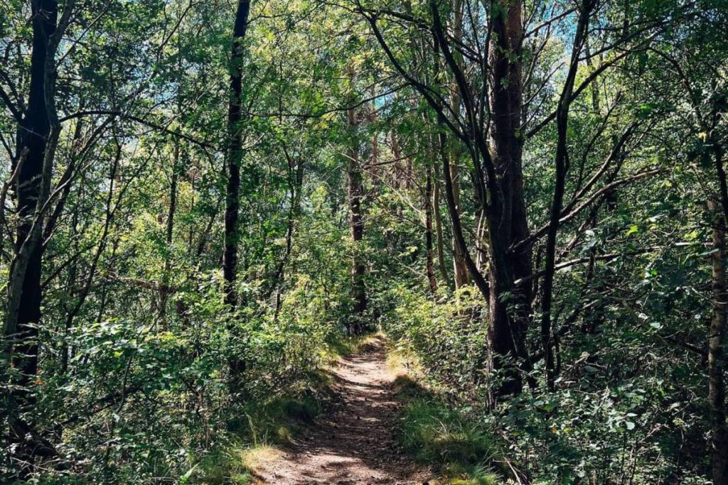 Un sentiero stretto e ombreggiato che attraversa il fitto bosco della riserva naturale di Leggelderveld, vicino al Lago Blu.
