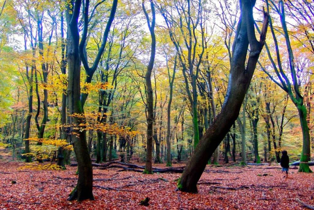 Un suggestivo bosco autunnale a De Hoge Veluwe con alberi color oro e uno spesso strato di foglie cadute sul terreno.