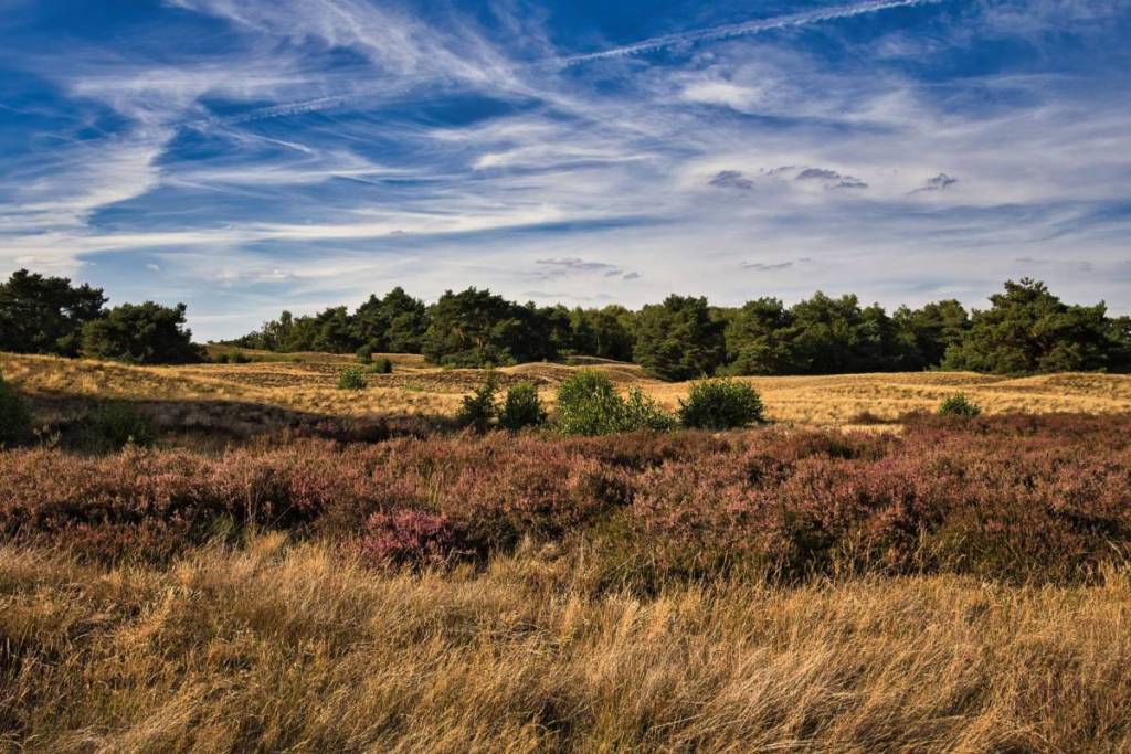 Ampio paesaggio a De Hoge Veluwe con erica viola, erba giallo oro e una pineta sotto un cielo azzurro chiaro con nuvole sottili.