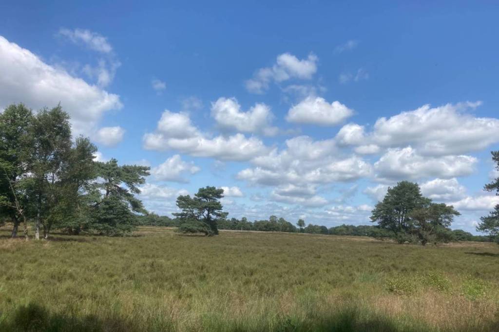 A sweeping landscape of the Balloerveld in Drenthe, featuring heathland, scattered Scots pines, and a blue sky filled with white cumulus clouds.