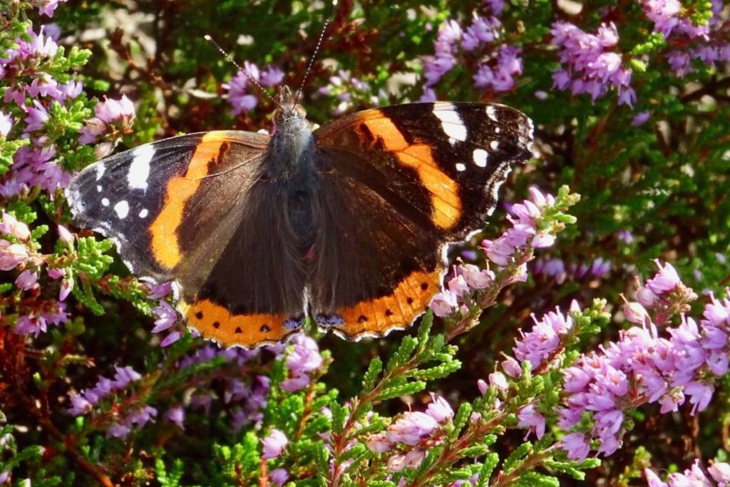 Close-up of a red admiral butterfly with its wings spread on blooming purple heather on the Balloerveld.