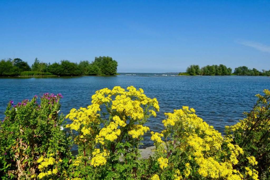 Des fleurs jaunes sur les rives de l’IJsselmeer, avec une vue sur l’eau bleue et les arbres verts sous un ciel bleu éclatant.