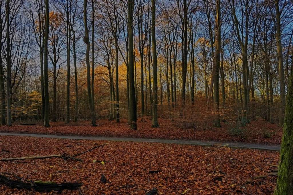 Op 1 uur rijden van Amsterdam ligt het oudste oerbos van Nederland: 3.300 hectare sprookjesachtige natuur vol dansende bomen, prehistorische grafheuvels en een verzonken klooster