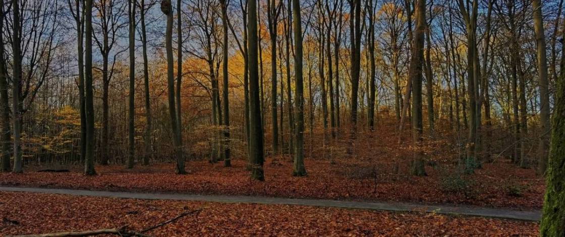 Op 1 uur rijden van Amsterdam ligt het oudste oerbos van Nederland: 3.300 hectare sprookjesachtige natuur vol dansende bomen, prehistorische grafheuvels en een verzonken klooster