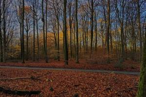 Op 1 uur rijden van Amsterdam ligt het oudste oerbos van Nederland: 3.300 hectare sprookjesachtige natuur vol dansende bomen, prehistorische grafheuvels en een verzonken klooster