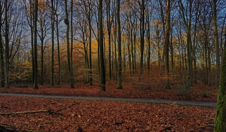 Op 1 uur rijden van Amsterdam ligt het oudste oerbos van Nederland: 3.300 hectare sprookjesachtige natuur vol dansende bomen, prehistorische grafheuvels en een verzonken klooster