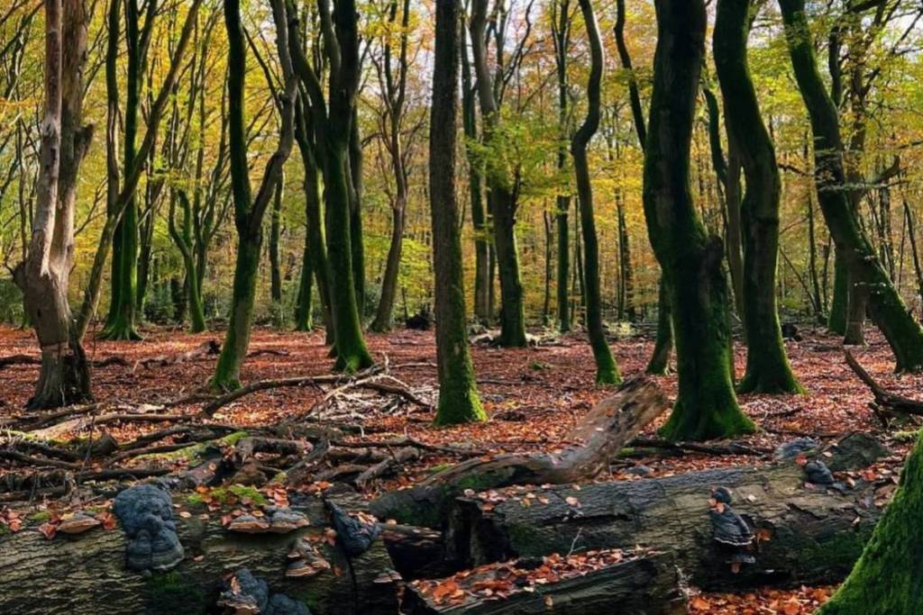 Dood hout met zwammen en groen bemoste dansende bomen in het Speulderbos