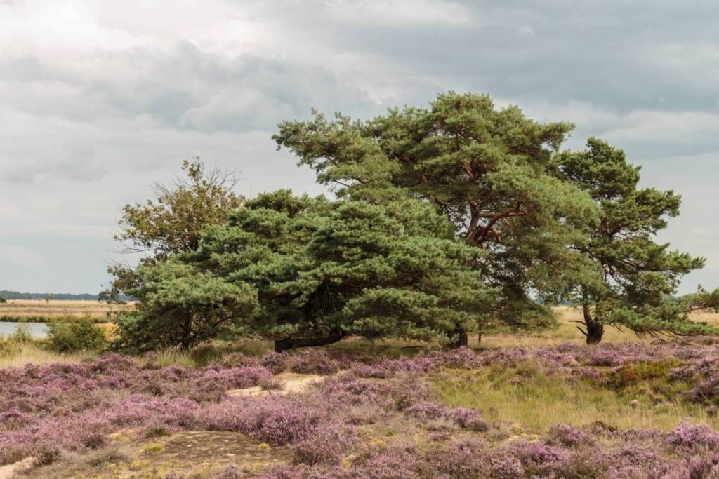Bloeiende paarse heide met vliegdennen en een ven in Nationaal Park Dwingelderveld.