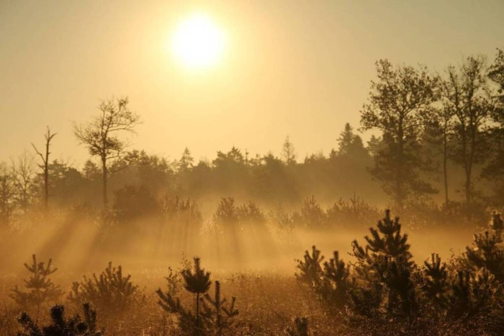 Zonnestralen door de ochtendmist boven de dennenbomen en heide in Dwingelderveld.