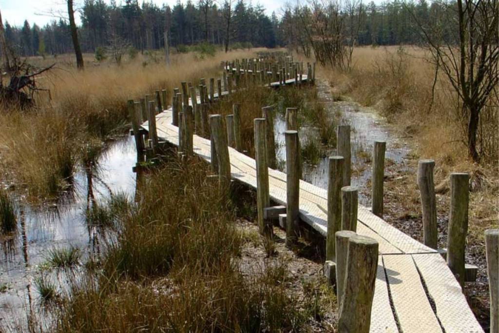Houten Plankenpad meanderend over het moeras en drassige veengrond in Nationaal Park Dwingelderveld.