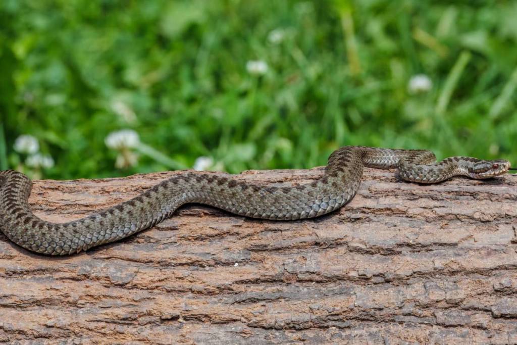 Een gedetailleerde foto van een inheemse Adder, herkenbaar aan het donkere zigzagpatroon, zonnebadend op een ruwe boomstam
