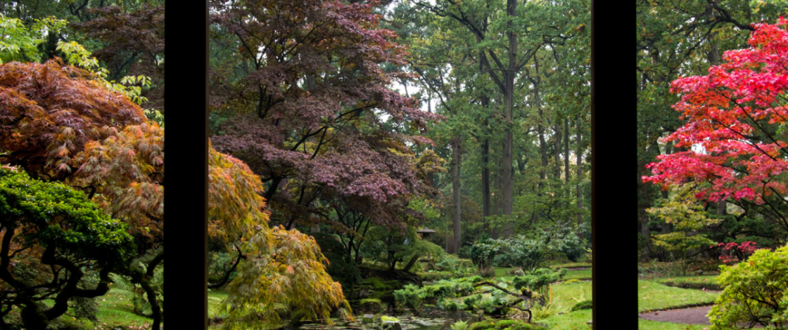 Op 50 minuten rijden van Amsterdam ligt de oudste én grootste Japanse tuin van Nederland: 6.800 m² zeldzame natuur die slechts 8 weken per jaar open is