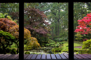 Op 50 minuten rijden van Amsterdam ligt de oudste én grootste Japanse tuin van Nederland: 6.800 m² zeldzame natuur die slechts 8 weken per jaar open is
