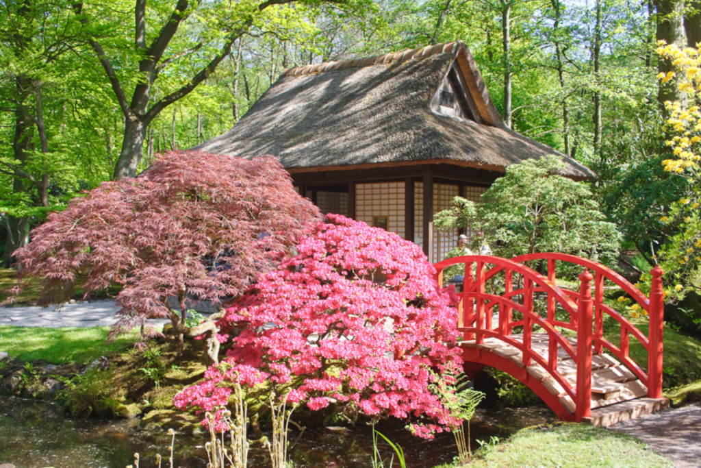 Charakteristische rote Brücke bei einem reetgedeckten Teepavillon, umgeben von rosa Azaleen im Japanischen Garten auf dem Landgut Clingendael.