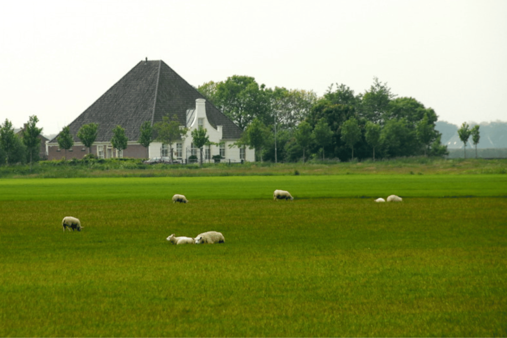 Charakteristisches Beemster-Stolpbauernhaus mit Pyramidendach hinter einer grünen Weide voller grasender Schafe.